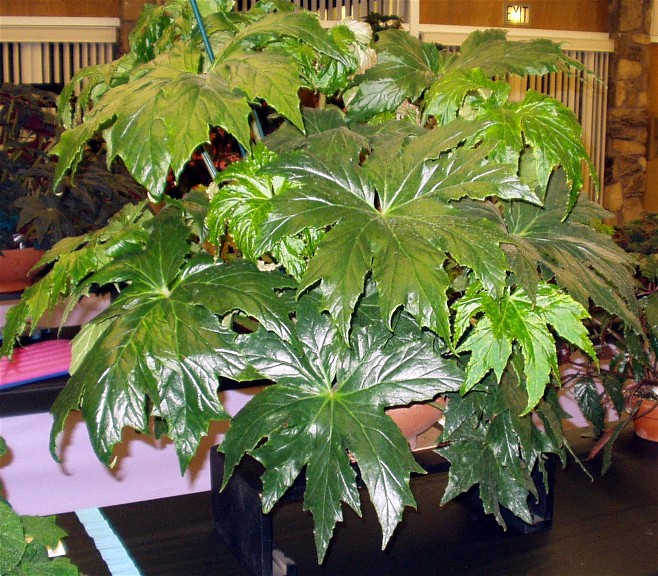 B. ‘McBride's Napoleon’